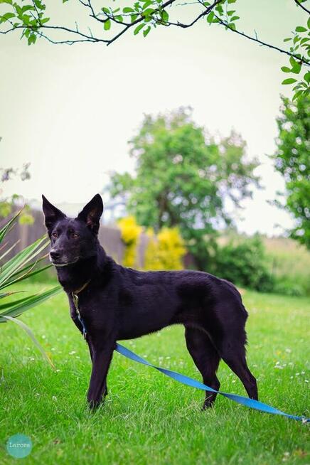 Stella jest z nami kilka lat. To urocza psinka