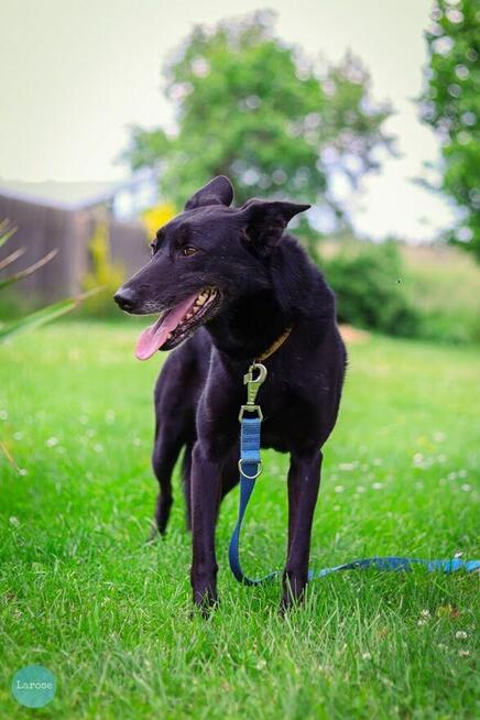 Stella jest z nami kilka lat. To urocza psinka