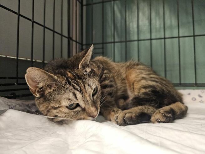 Brydzia szuka cierpliwego opiekuna