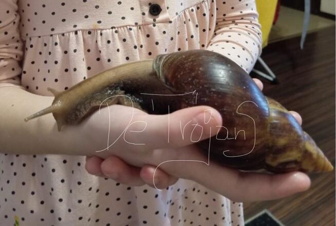 Ślimak Afrykanski • XXXL ️..Pasjonaty Miłiośnika Alergika O