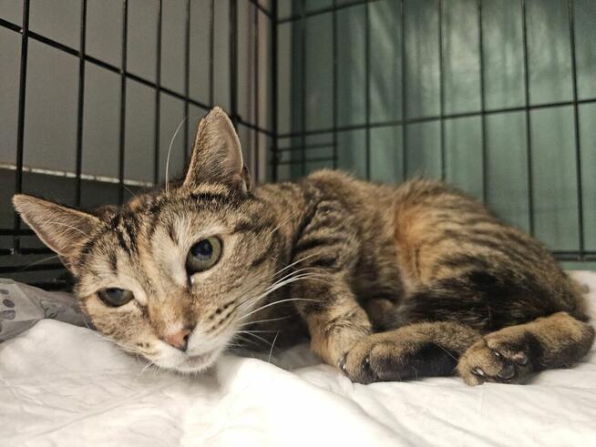 Brydzia szuka cierpliwego opiekuna