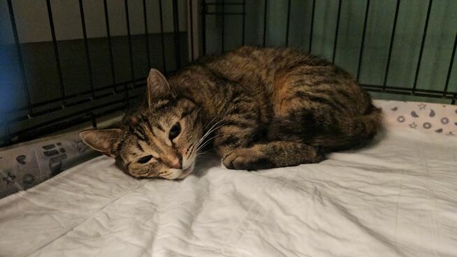 Brydzia szuka cierpliwego opiekuna