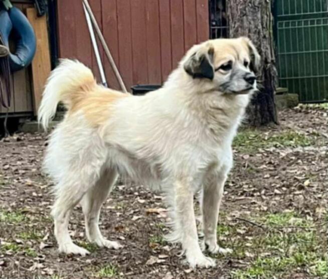 Cudowny psiak marzy o domu gdzie zazna szczęścia