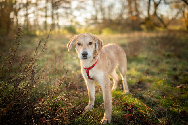 Wafel - biszkoptowy SZCZENIAK szuka domu!