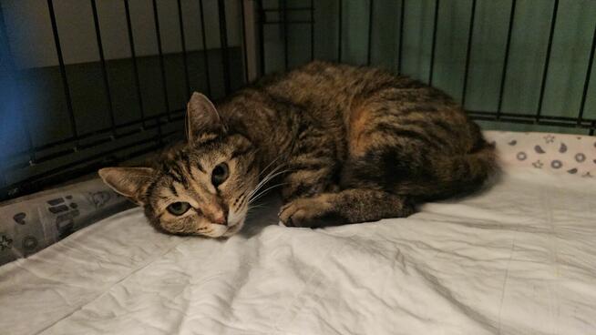 Brydzia szuka cierpliwego opiekuna