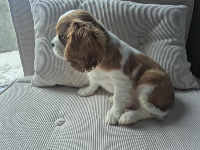 Cavalier Kimg Charles Spaniel DNA