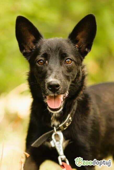 KIARA - nieduża, wrażliwa, kochana sunia, ADOPTUJ