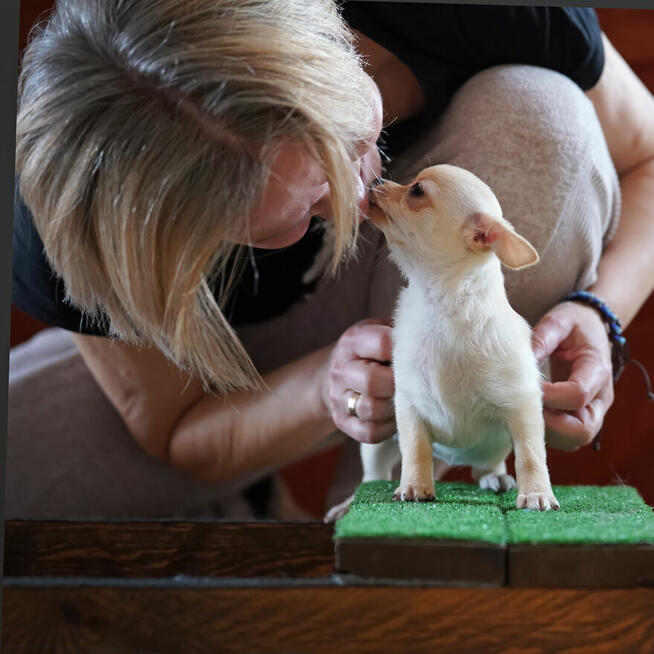 CHIHUAHUA po Championach, Rodowód FCI, okolice W-wy