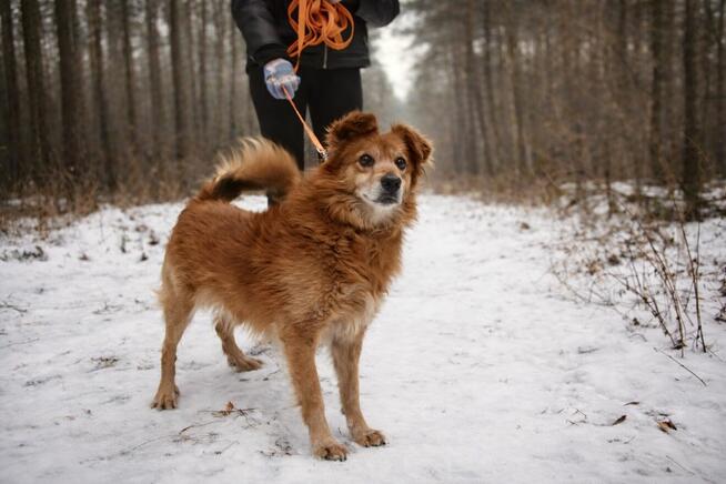 HECTOR Psiak który kiedyś był jedynie tłem człowieka