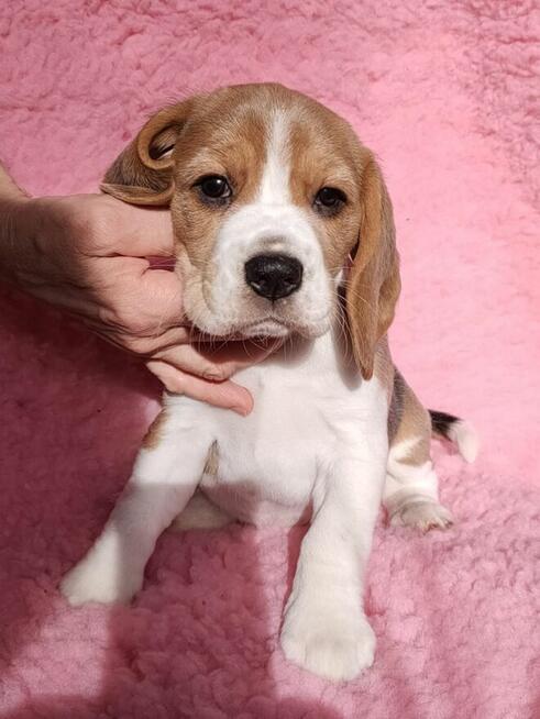 Szczenięta beagle rodowodowe ZKwP po championach