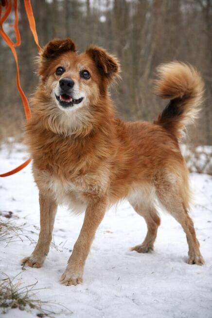 HECTOR Psiak który kiedyś był jedynie tłem człowieka