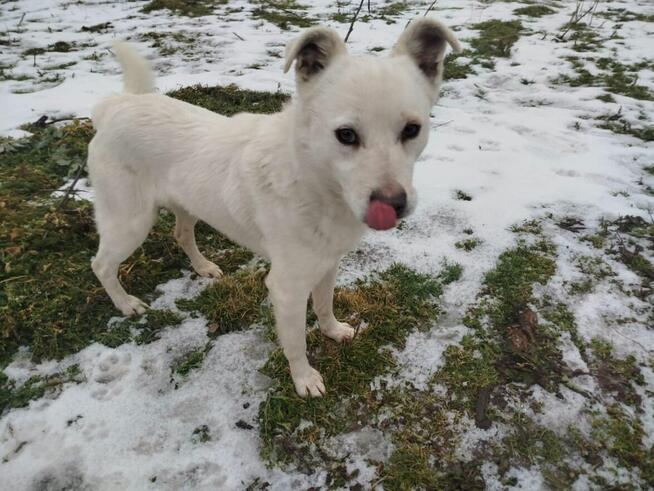 LORD młody piękny psiak poleca się do adopcji