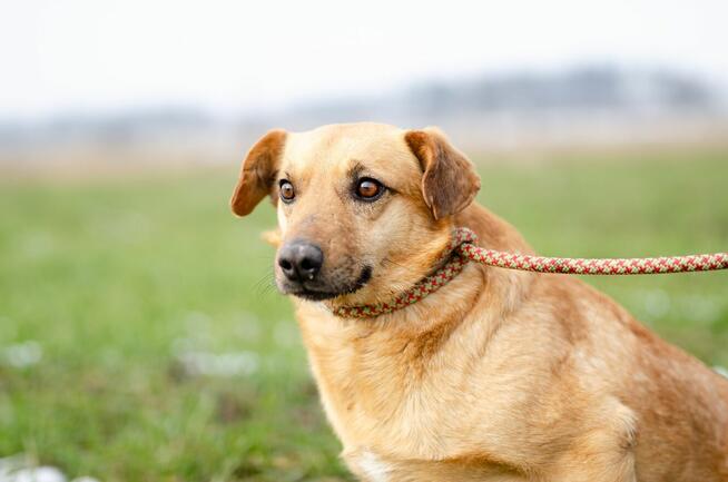 Cudowny Rudzik szuka kochającego domu!