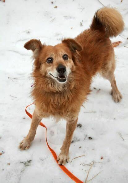 HECTOR Psiak który kiedyś był jedynie tłem człowieka