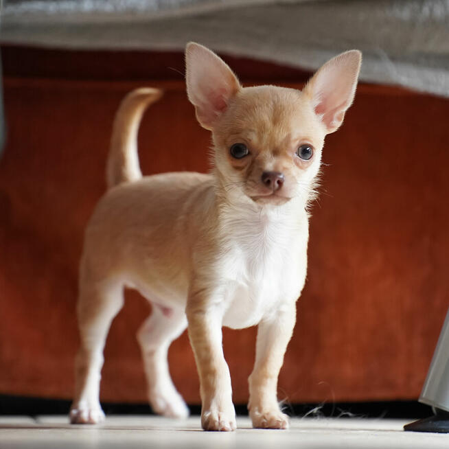 CHIHUAHUA po Championach, Rodowód FCI, okolice W-wy