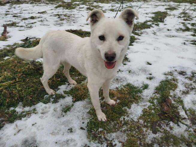 LORD młody piękny psiak poleca się do adopcji