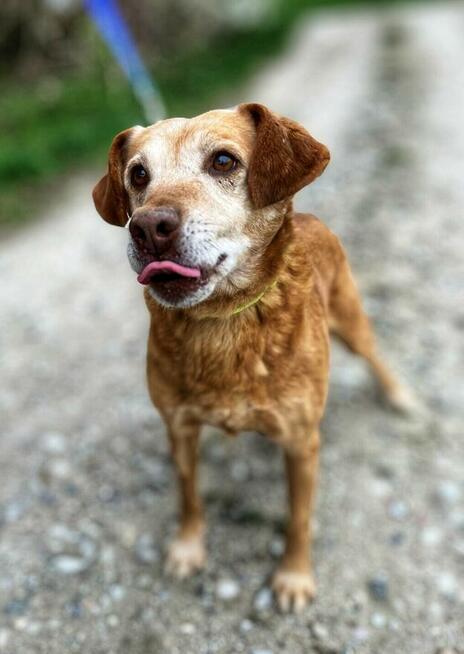 Staś, psi dziadek szuka domu na jesień życia