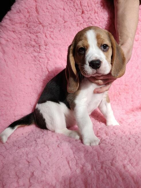 Szczenięta beagle rodowodowe ZKwP po championach