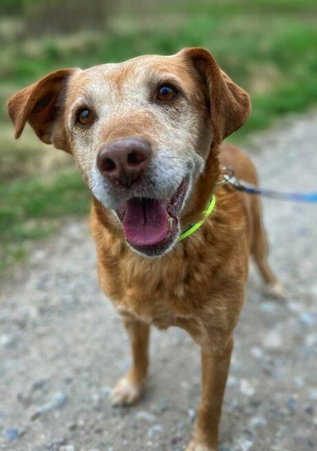 Staś, psi dziadek szuka domu na jesień życia