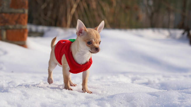 CHIHUAHUA po Championach, Rodowód FCI, okolice W-wy