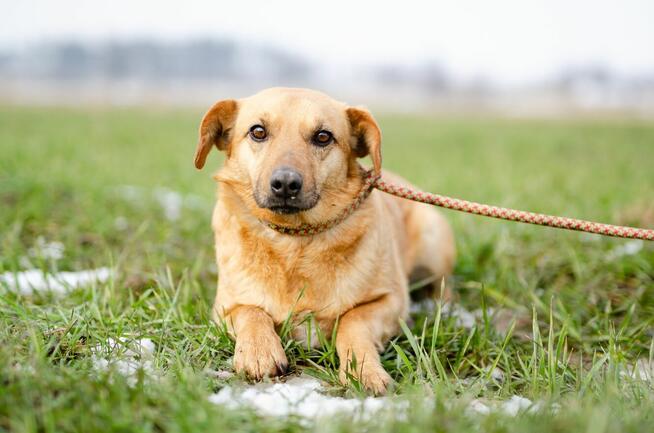 Cudowny Rudzik szuka kochającego domu!