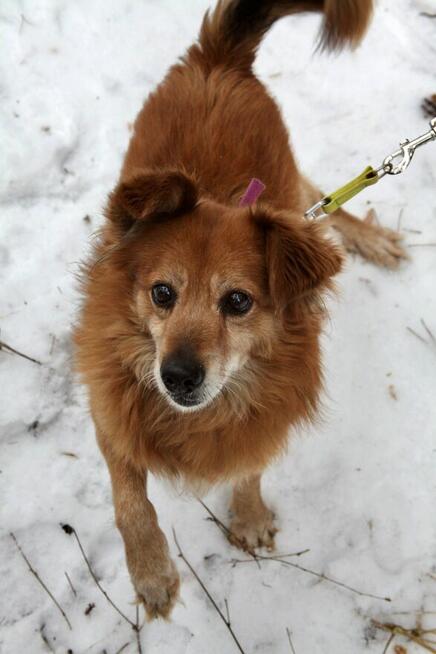 HECTOR Psiak który kiedyś był jedynie tłem człowieka