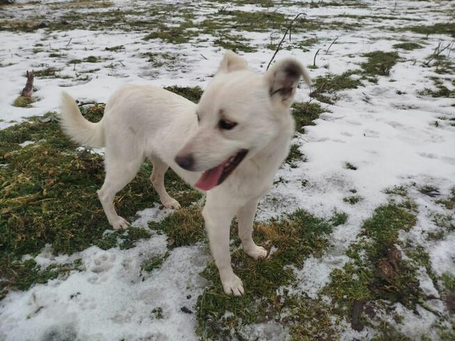 LORD młody piękny psiak poleca się do adopcji