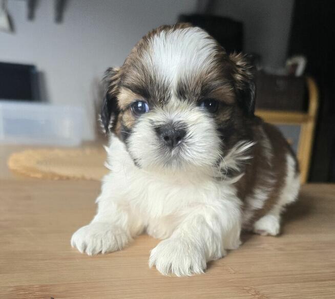 Suczka Shih tzu ,tri color