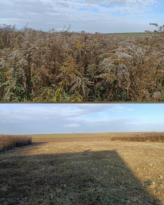 Koszenie trawy, nieużytków, kosiarka bijakowa, karczowanie