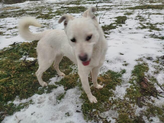 LORD młody piękny psiak poleca się do adopcji