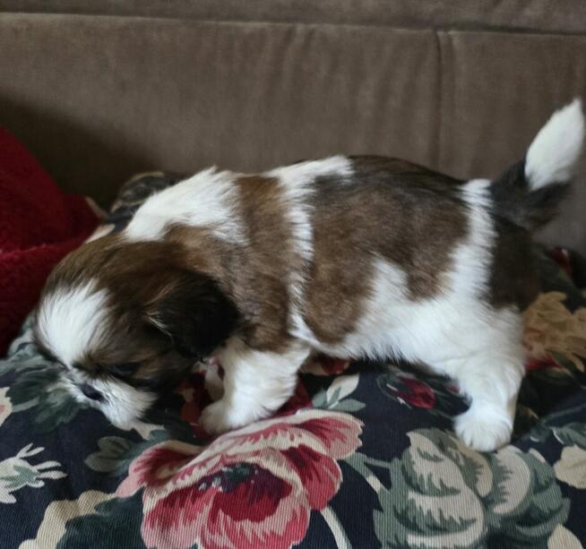 Suczka Shih tzu ,tri color