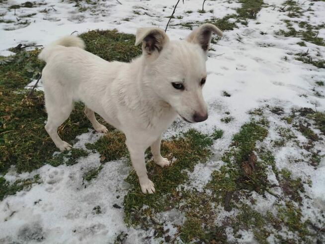 LORD młody piękny psiak poleca się do adopcji