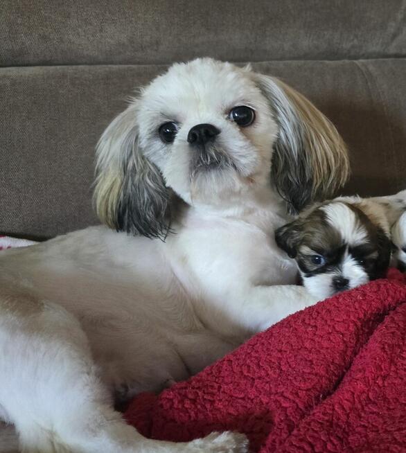 Szczeniaki Shih tzu