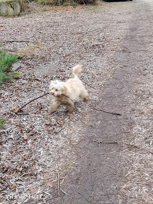 Pies rasy hawańczyk