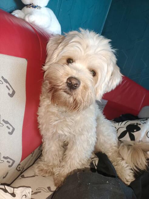 Pies rasy hawańczyk