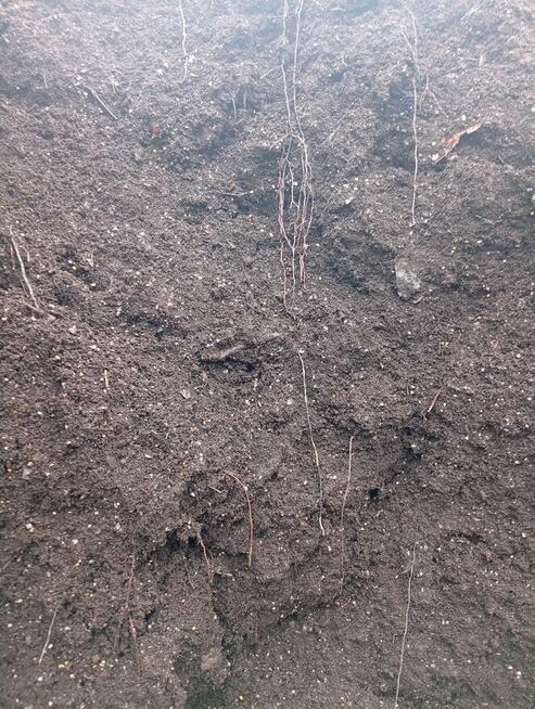 SPRZEDAM ZIEMIE PRUCHNICE