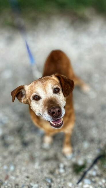 Staś, psi dziadek szuka domu na jesień życia