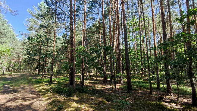 Działka leśna na sprzedaż Wola Zarczycka k. Leżajska