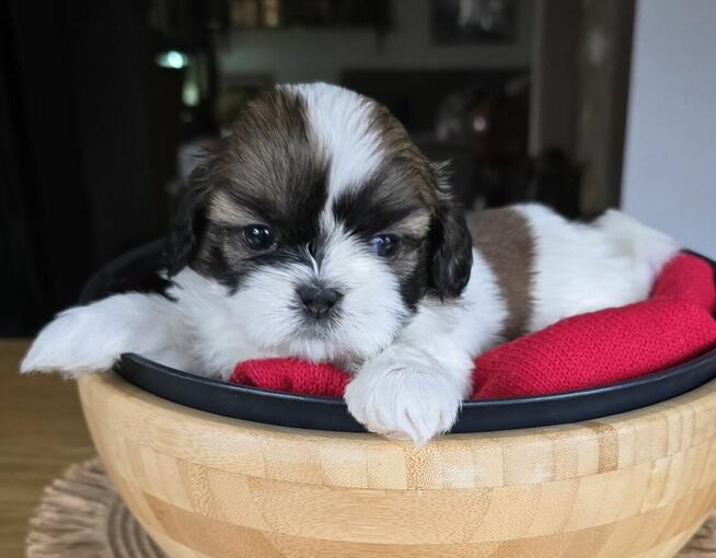 Urocza suczka Shih tzu ,zarezerwowana