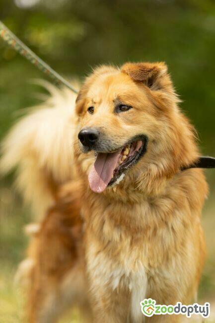 CYNAMON - piękny psiak szuka najlepszego domu