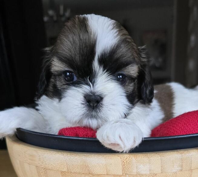 Urocza suczka Shih tzu ,zarezerwowana