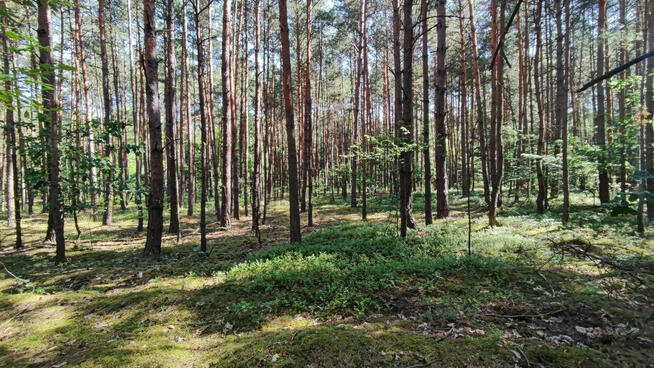 Działka leśna na sprzedaż Wola Zarczycka k. Leżajska