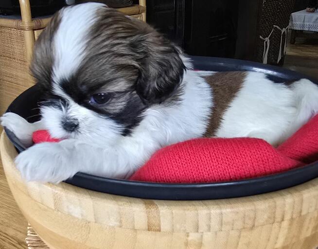 Urocza suczka Shih tzu ,zarezerwowana