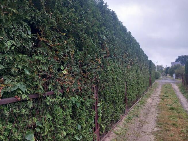 wycinka drzew usługi rębakiem koszenie traw karczowanie