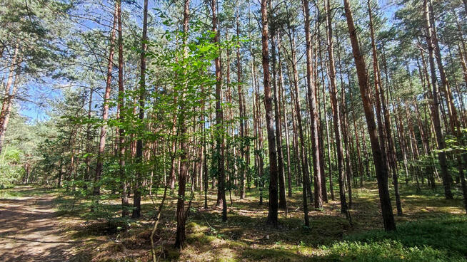 Działka leśna na sprzedaż Wola Zarczycka k. Leżajska