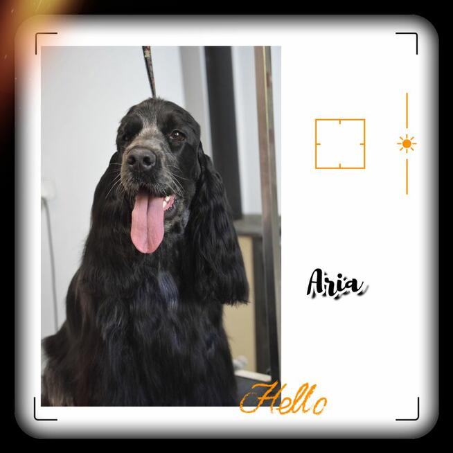 Cocker spaniel angielski