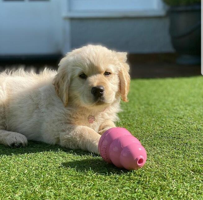 Szczenięta Golden Retriever – Zdrowe, Wesołe i Gotowe do Now