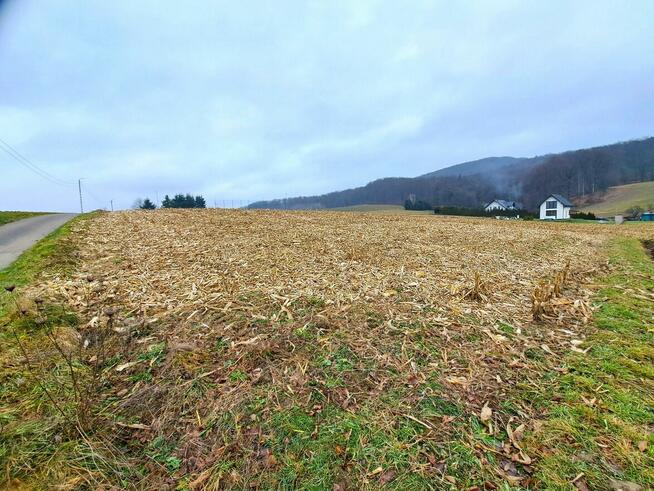Działka widokowa 41,89 ar z warunkami zabudowy Srogów Grn.