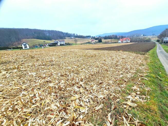 Działka widokowa 41,89 ar z warunkami zabudowy Srogów Grn.
