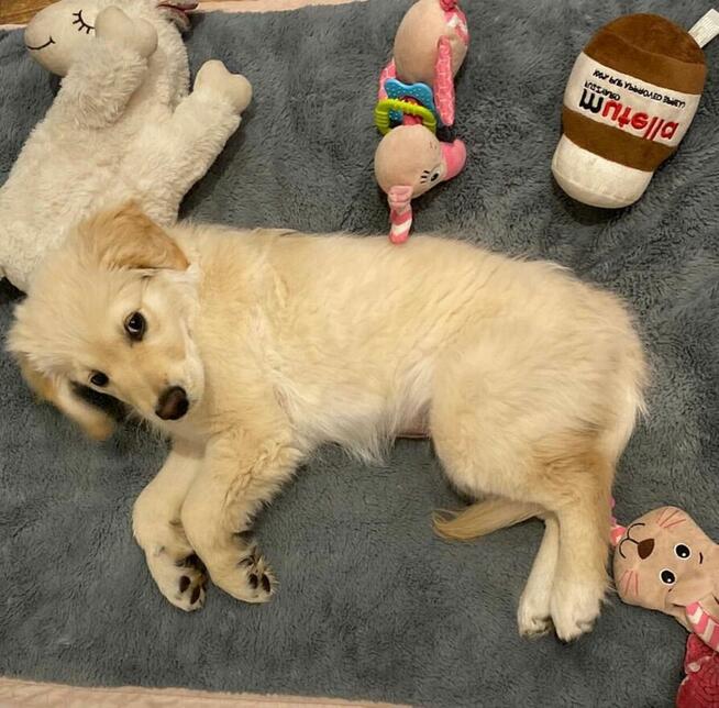 Szczenięta Golden Retriever – Zdrowe, Wesołe i Gotowe do Now